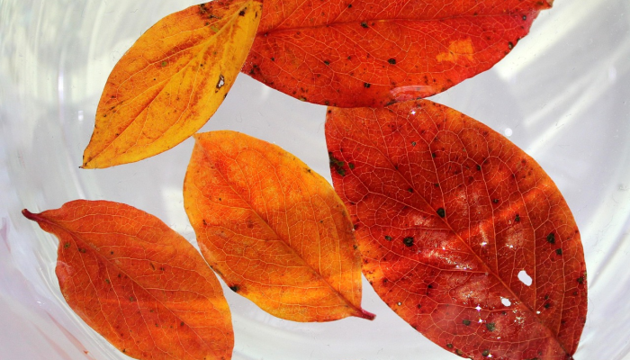 长丰最新疫情多少：了解最新动态与防护措施