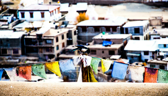 印度蝗疫情最新：挑战与应对之路