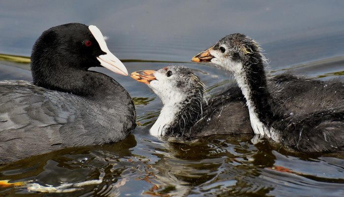 进口虾疫情最新：全球渔业与食品安全面临的重大挑战
