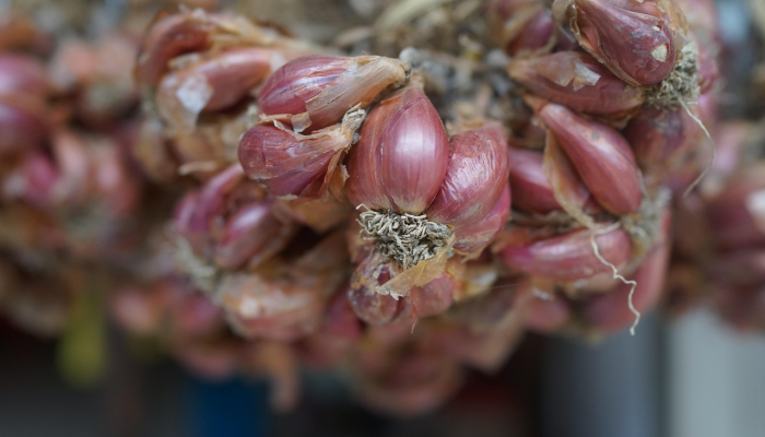 中国脐橙最新疫情:市场动态与消费者关注 中国脐橙最新疫情:市场动态与消费者关注